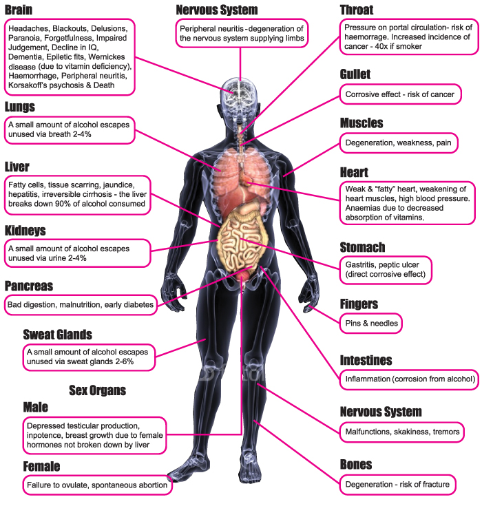 Effects of Alcohol on the Body Diagram