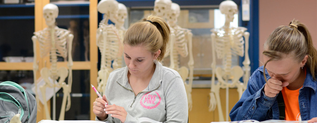 Students studying anatomy models in Study Center